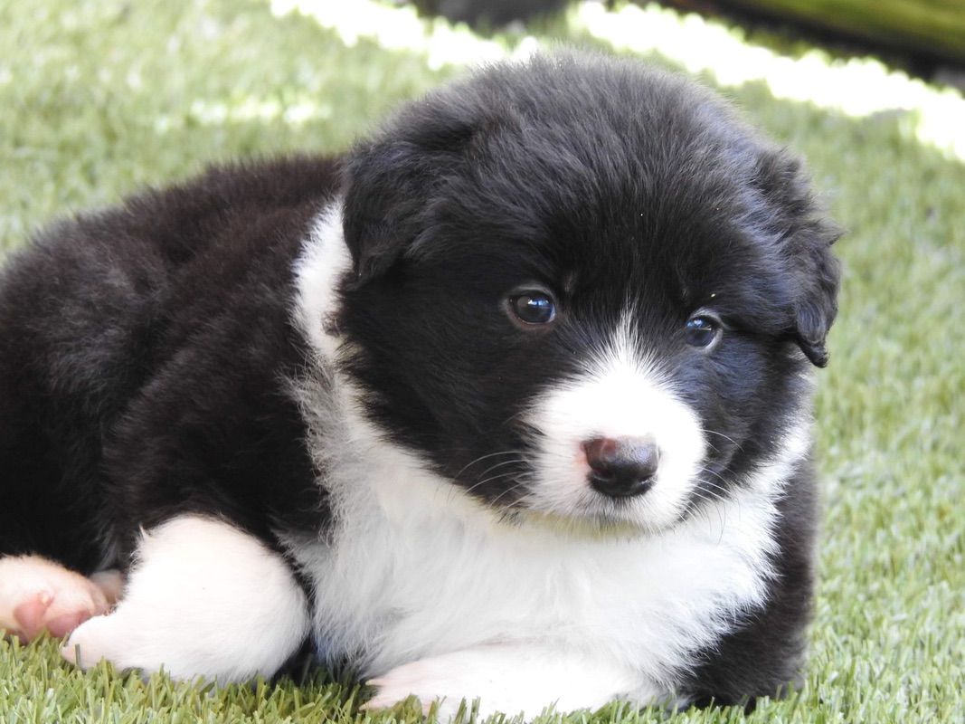 Black And White Border Collie