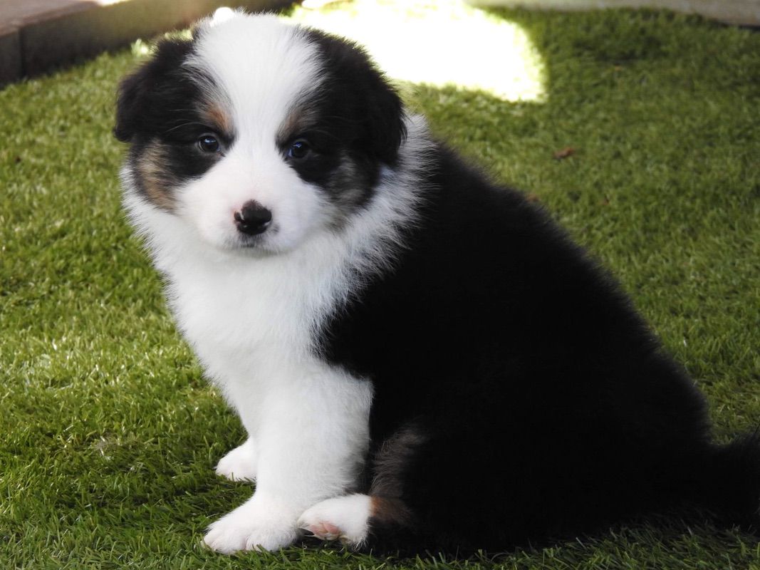 Black Tri Border Collie