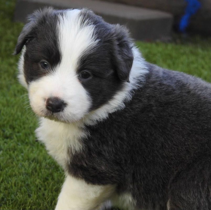 Blue And White Border Collie