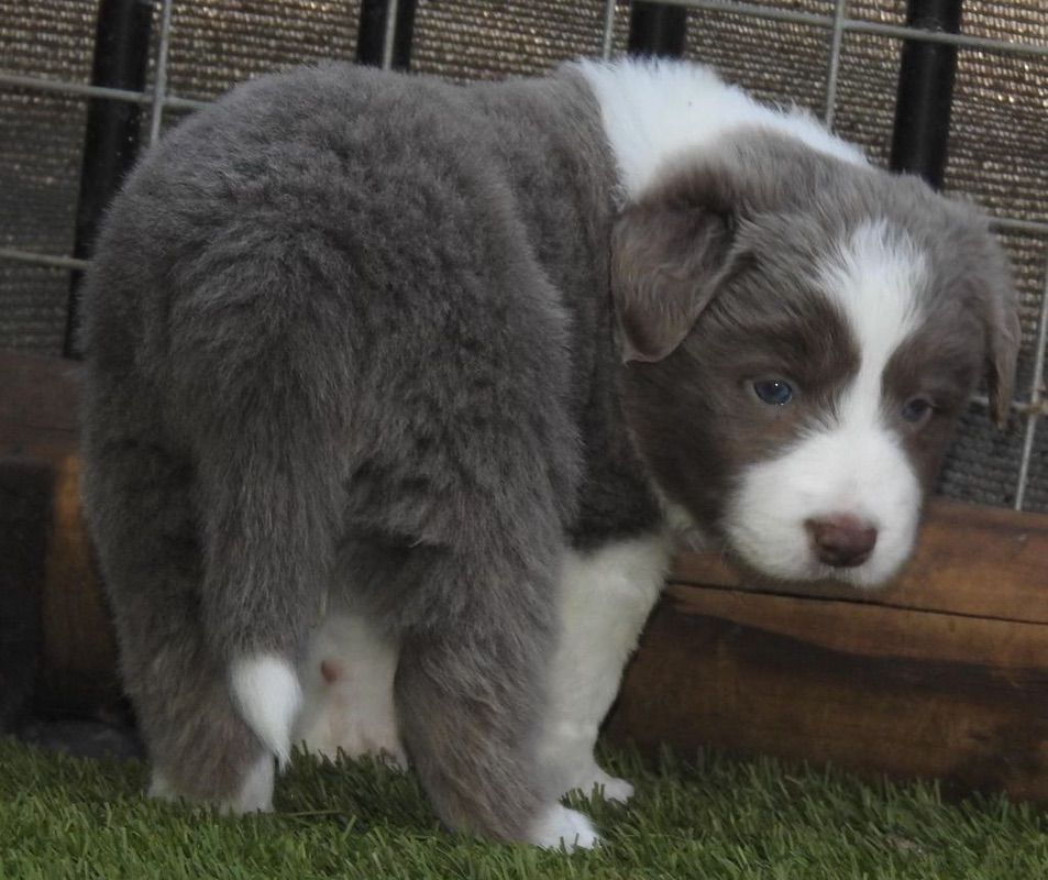 Blue And White Border Collie
