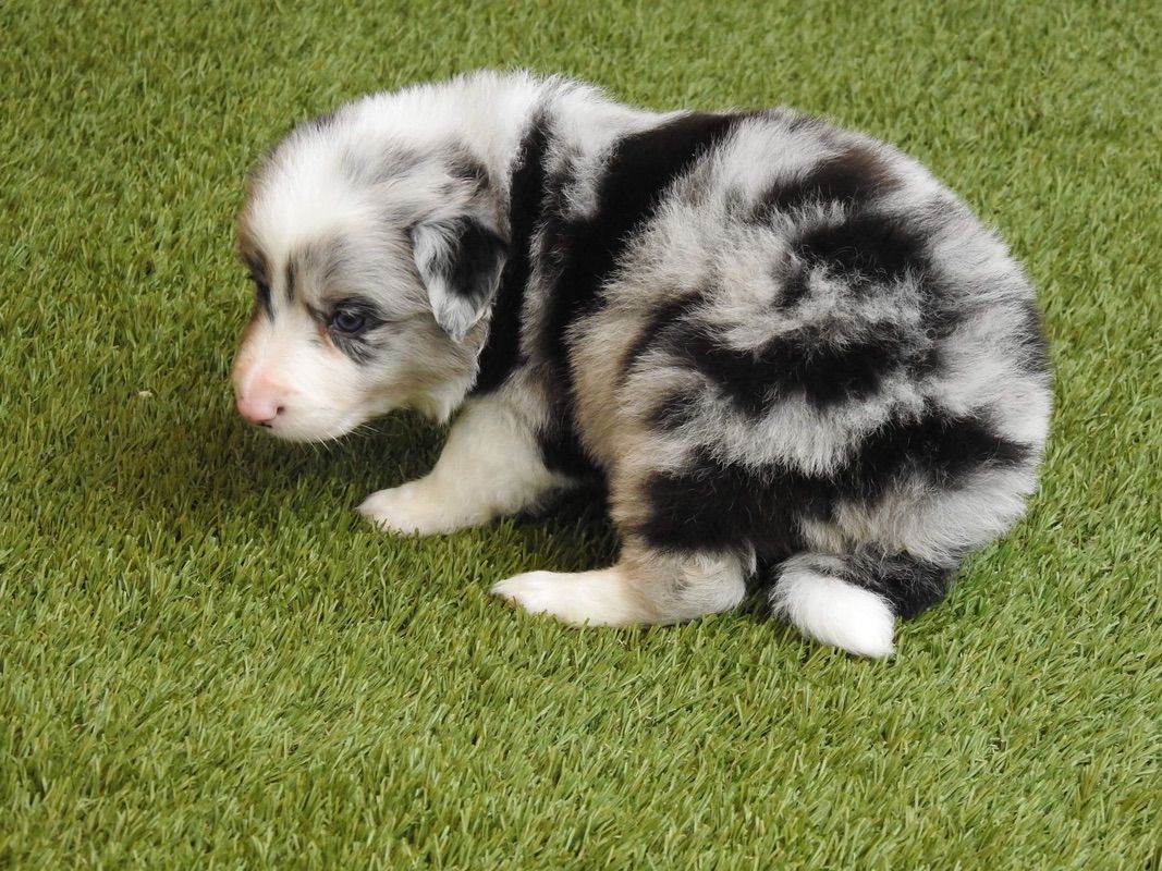 Blue Merle Border Collie