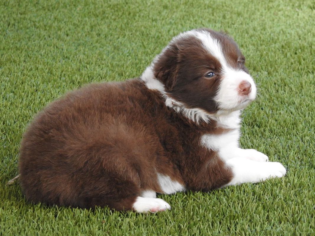 Chocolate And White Border Collie