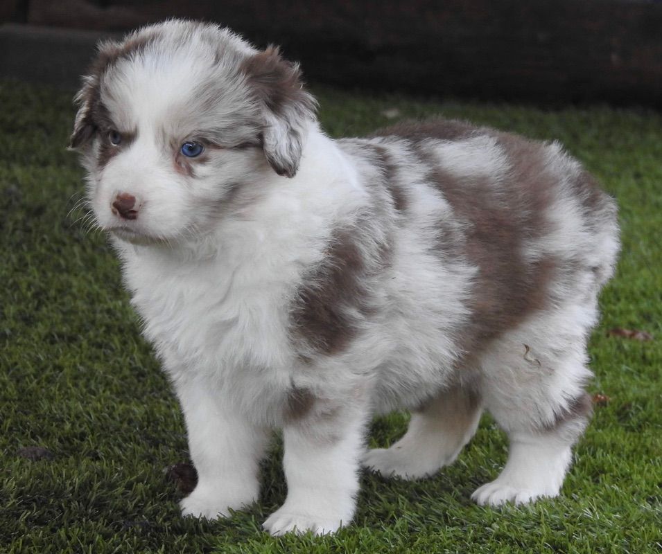 Chocolate Merle Border Collie