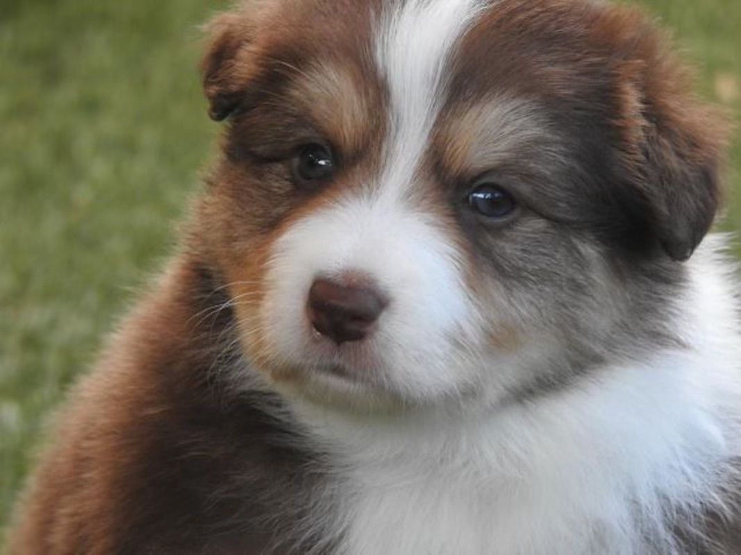 Chocolate Tri And White Border Collie