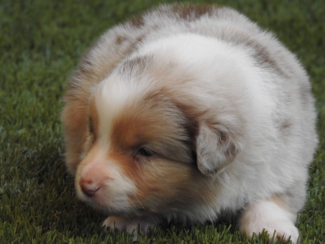 Chocolate Tri Merle Border Collie