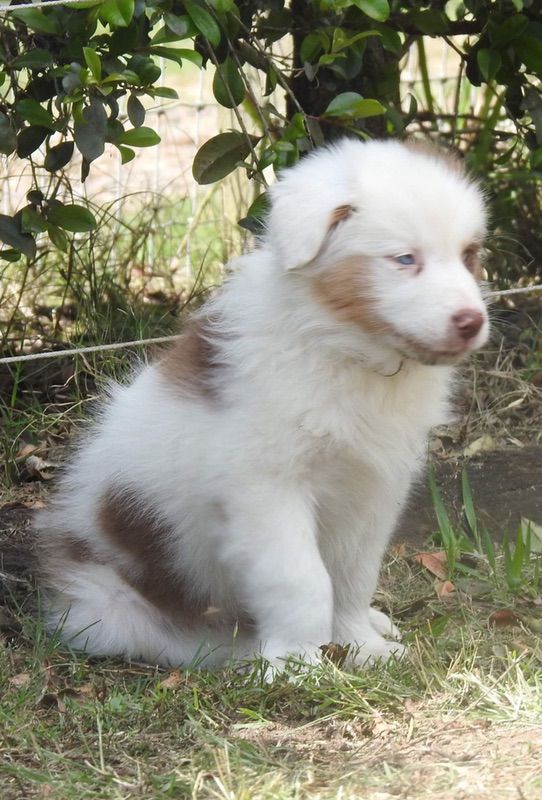 Harlequin Chocolate Tri Merle Border Collie