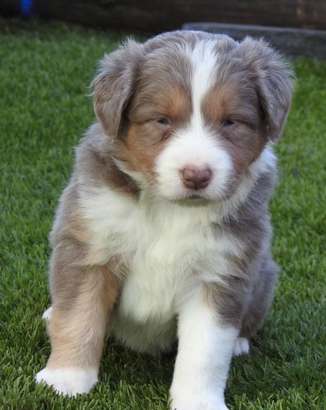 Lilac Tri Border Collie