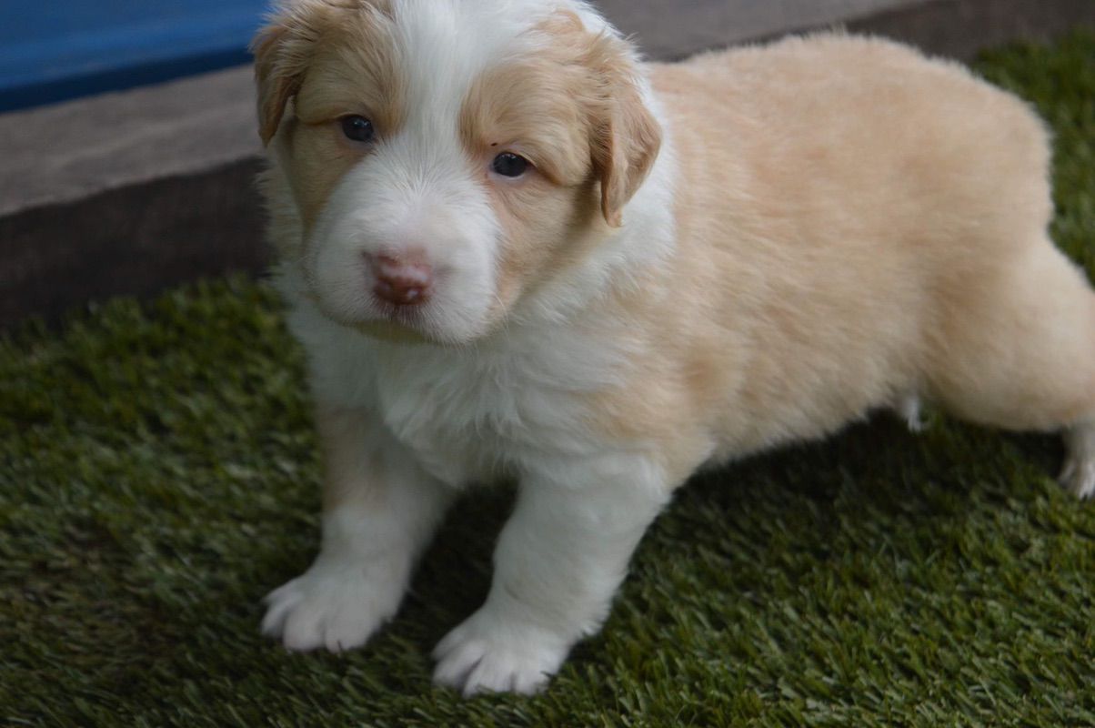 Red And White Border Collie
