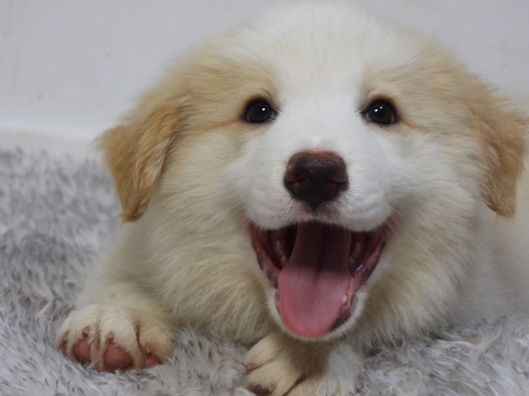 Red And White Border Collie