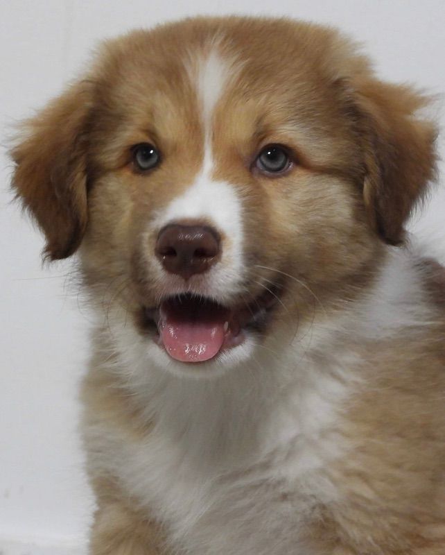 Sable Border Collie