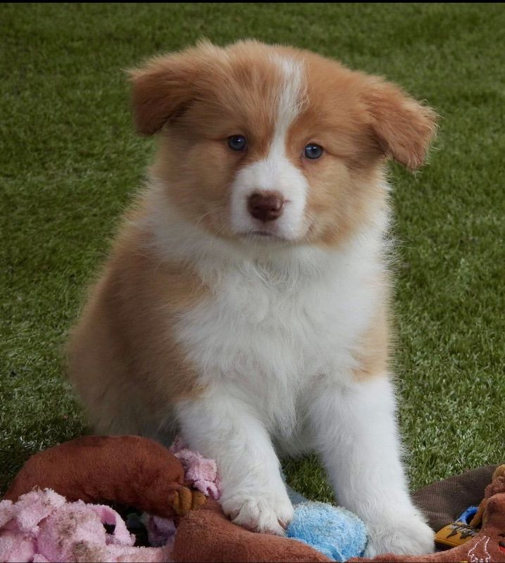 Sable Merle Border Collie