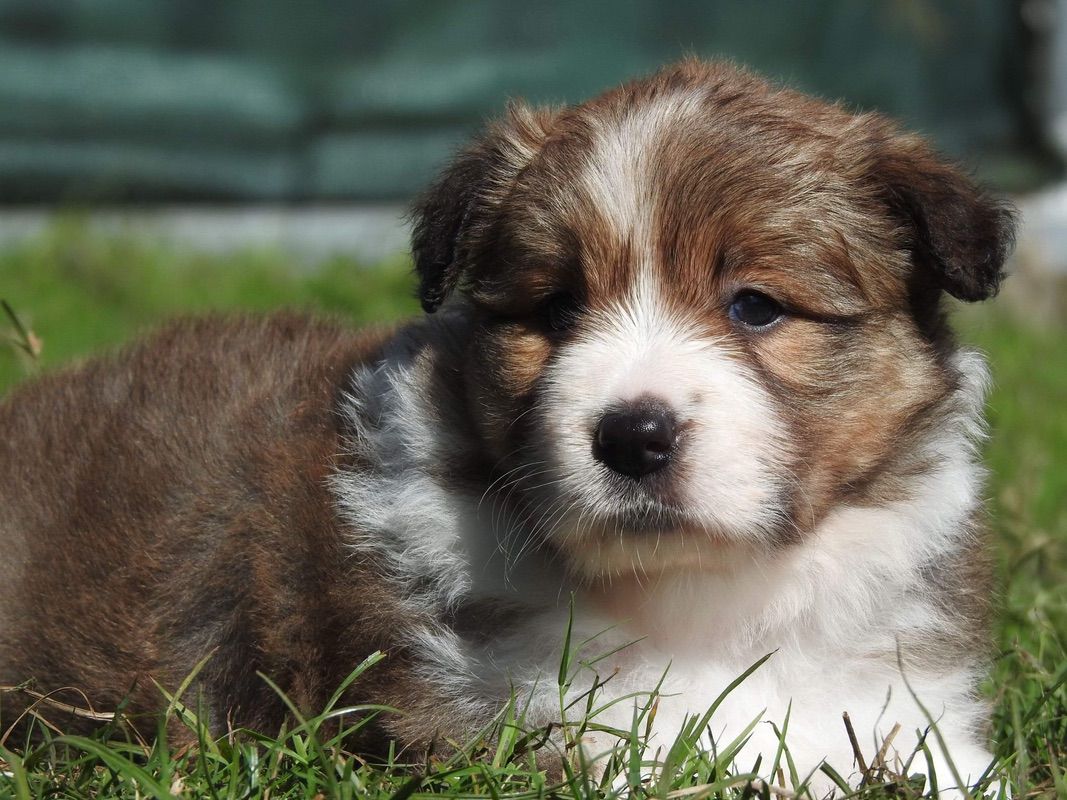 Sable Border Collie