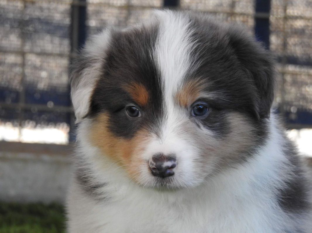 Slate Tri Merle Border Collie