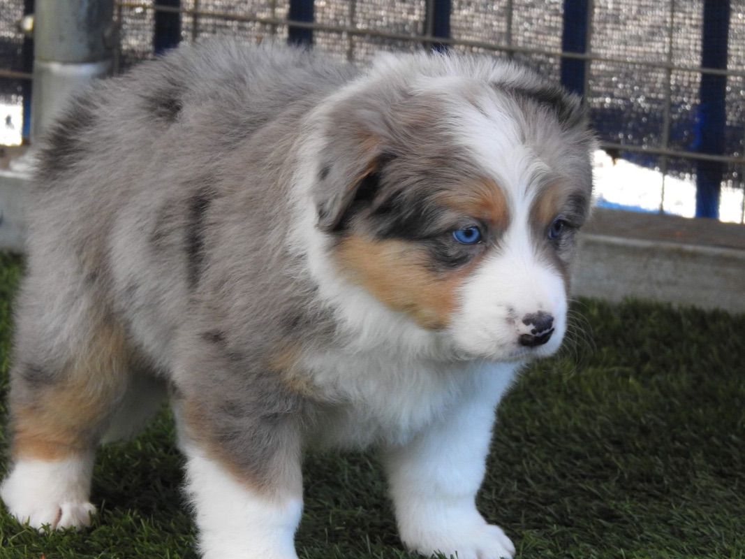 Slate Tri Merle Border Collie